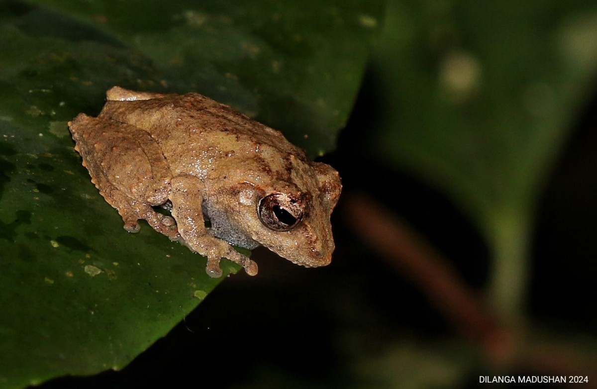 Pseudophilautus mittermeieri Megaskumbura & Manamendra-Arachcchi, 2005